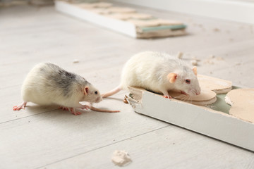 White rats gnawing baseboard indoors. Pest control