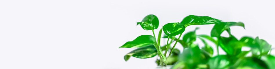 Green plants home decoration on white background