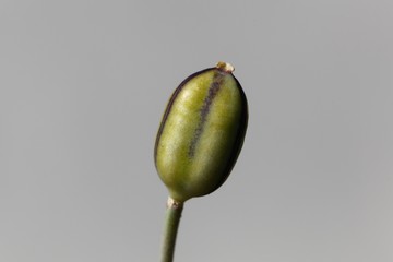 Seed capsule of a Tulipa kolpakowskiana