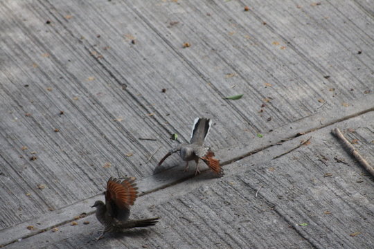 ri&ntilde;a entre tortolitas 