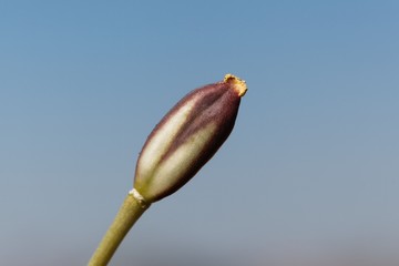 Seed capsule of a Lady tulip, Tulipa clusiana