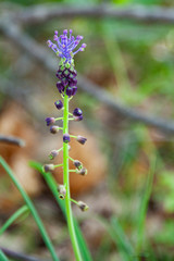 Orchidea selvatica