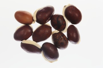 Beans of a winged bean, Psophocarpus tetragonolobus