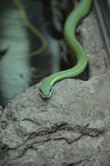 Philodryas baroni, Long Nosed Snake