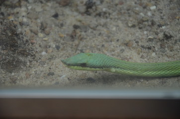 Philodryas baroni, Long Nosed Snake