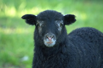 lamb portrait