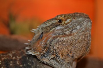 dragon barbu 