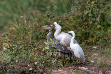 Fototapeta premium Eurasian Spoonbill, (Platalea leucorodia) in the natural habitat bird.