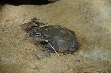 Rana arvalis, in the zoo