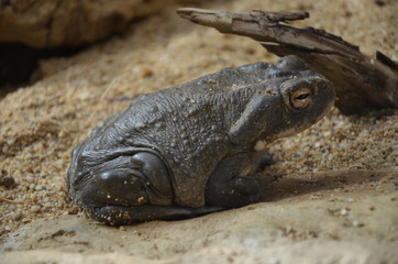 Rana arvalis, in the zoo