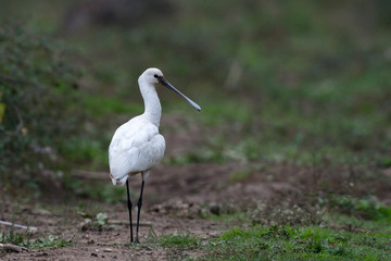 Eurasian Spoonbill, (Platalea leucorodia) in the natural habitat bird.