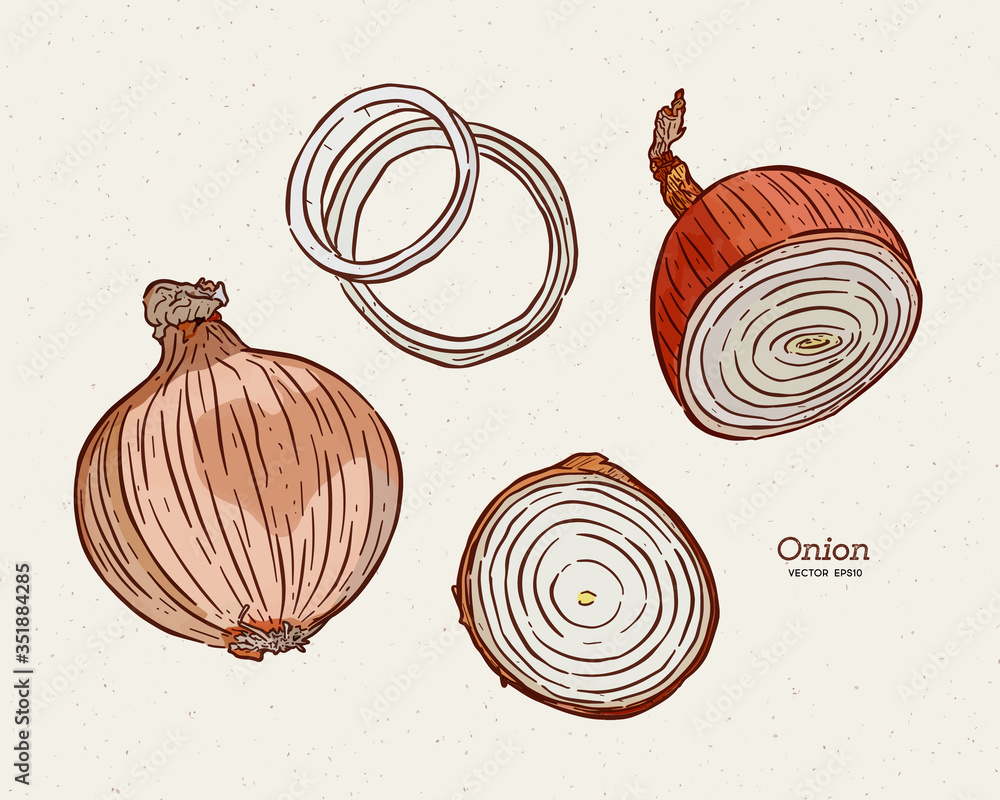 Wall mural onion, hand draw sketch vector.