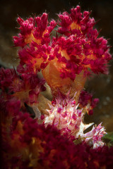 Candy crab (Hoplophrys oatesi). Underwater macro photography from Romblon, Philippines
