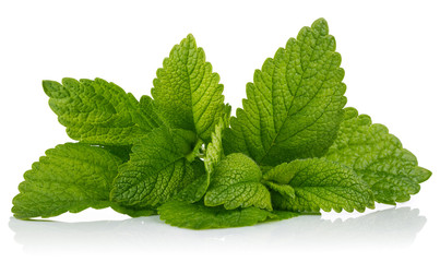 Fresh leaf mint green herbs ingredient for mojito drink, isolated on white background. © Yasonya