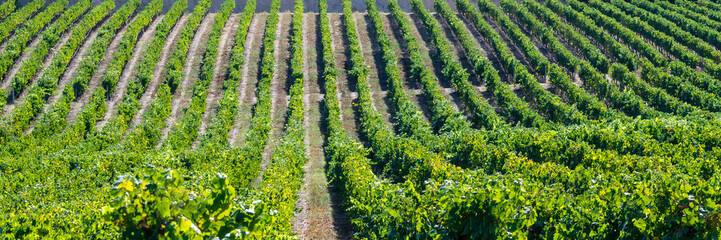 Fototapeta na wymiar Rows of grapes in vineyard or grape farm before harvesting