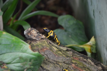 Yallow poison dart frog