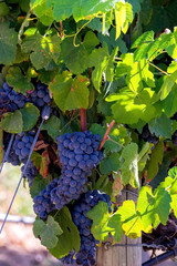 An image of bunches of fresh red grapes