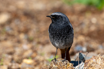 Black Redstart, (Phoenicurus ochruros) habitat bird.