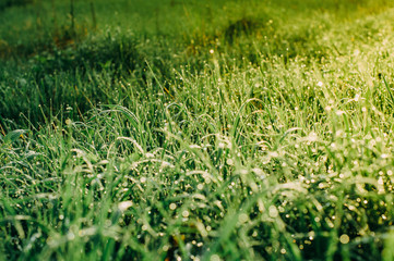 green grass with dewdrops,grass after rain,green grass texture