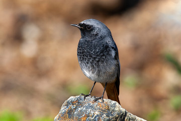Obraz premium Black Redstart, (Phoenicurus ochruros) habitat bird.