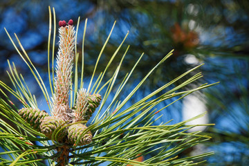 Long pine needles with cones. Natural background. Unfocused trees and a blue sky at background.