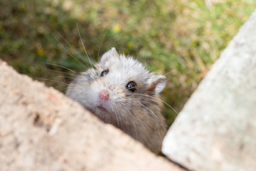 cute hamster