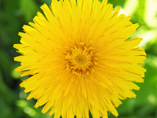 Dandelion flower close-up. Top view on a background of green grass. Yellow petals, stamens and pistils. Colorful illustration on the theme of summer and warm season. Bright saturated color. Macro