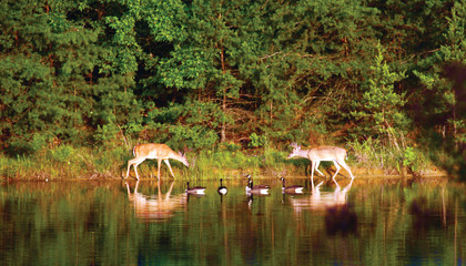Deer and Geese