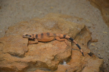 Sagebrush lizard on the rock
