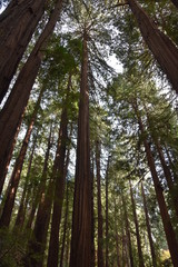 Giant Redwoods