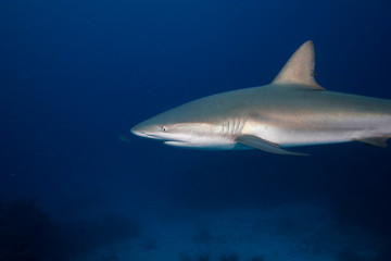 Caribbean Reef Shark, Carcharhinus perezi