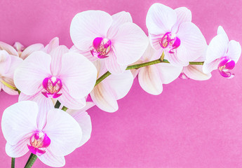 Naklejka na ściany i meble Beautiful white-purple orchid on a purple background.