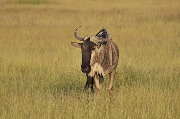  Gnu antelope in the wild