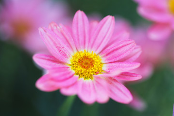 Obraz premium マーガレット