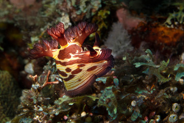 Nudibranch Nembrotha mullineri. Underwater macro photography from Romblon, Philippines