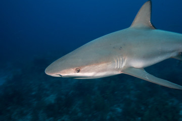 Fototapeta premium Caribbean Reef Shark, Carcharhinus perezi