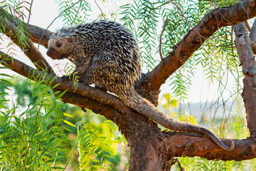 Hedgehog, Porcupine, Porco-espim © Saulo