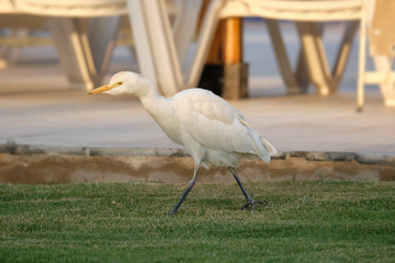  heron in the grass