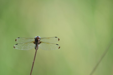 close up detail of dragonfly. dragonfly image is wild with green and bokeh background.