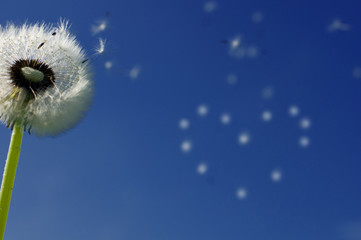 Flying away dandelion seeds forming a heart shape in the background on blue sky in bright daylight