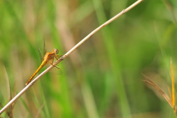 close up detail of dragonfly. dragonfly image is wild with green and bokeh background.