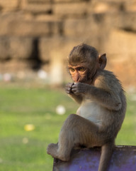 Monkey in Phra Prang Sam Yot.