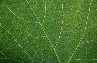 background texture green leaf structure macro photography