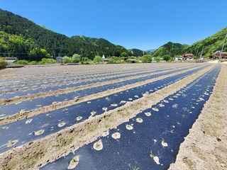 トウモロコシ畑
