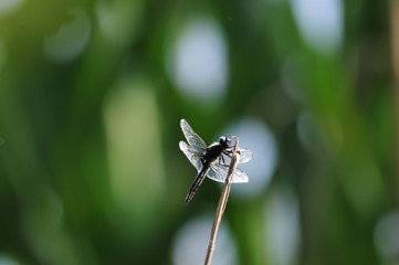 close up detail of dragonfly. dragonfly image is wild with green and bokeh background.