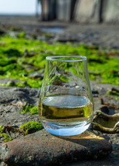 Tasting glass of Scotch whisky and sea shore during low tide, smoky whisky pairing with oysters