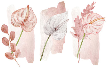 Blush pink and white tropical flowers - anthuriums. Hand-drawn illustration isolated on white background.