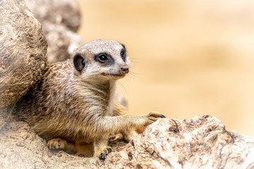 watching from a rock pile