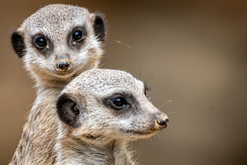 Fototapeta premium Two Meerkats looking in different directions