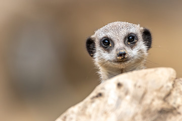 Fototapeta premium A cute Meerkat looking over a stone